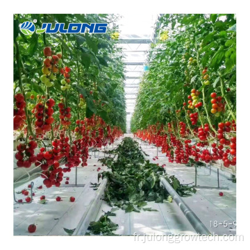 Système de culture de tomate hydroponique en serre en polycarbonate